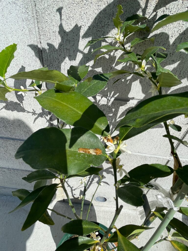 みかんの木に咲いた花と葉っぱについた虫
