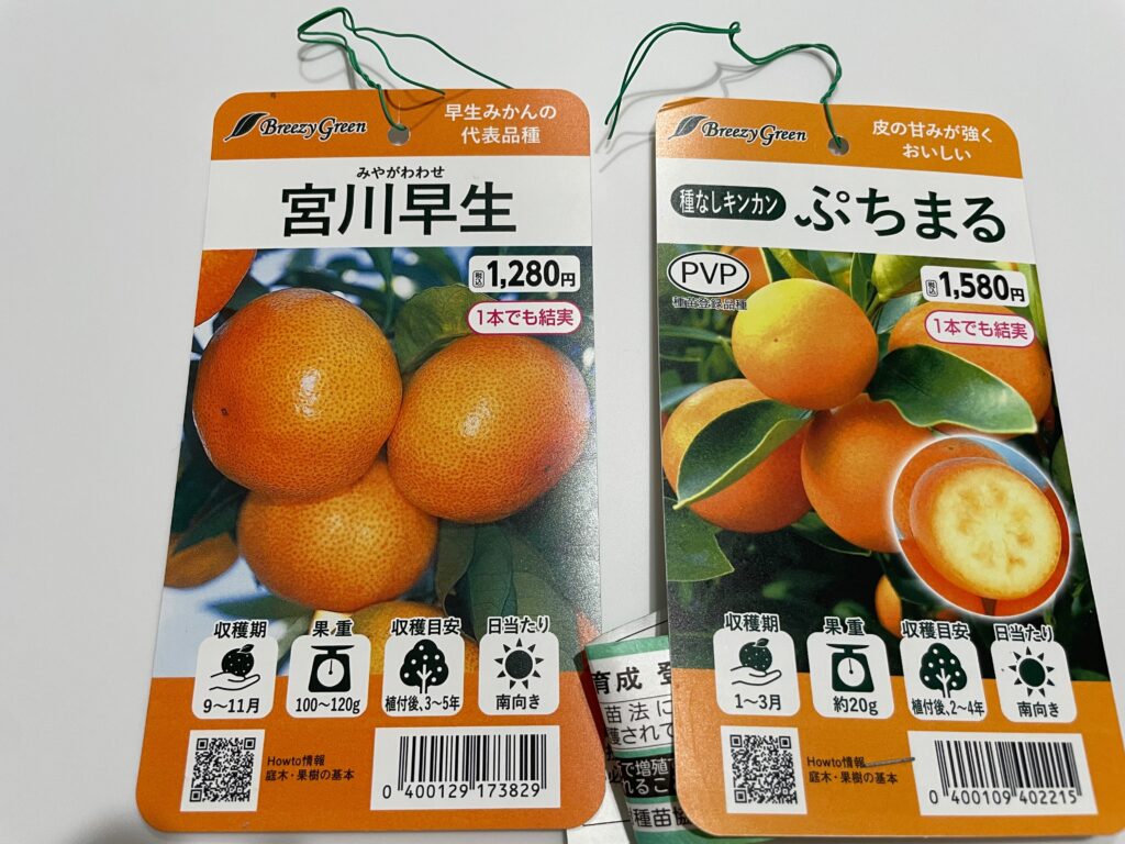 みかん宮川早生と金柑ぷちまるの苗木についていた札