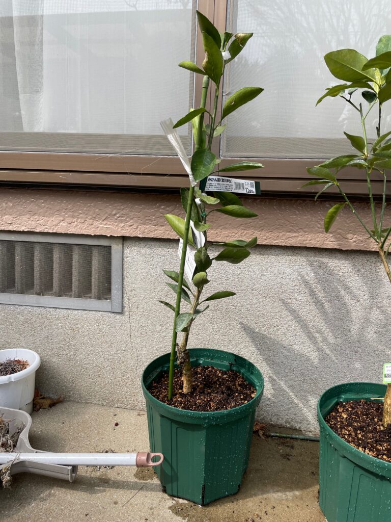 みかん宮川早生の植え替え後の苗木