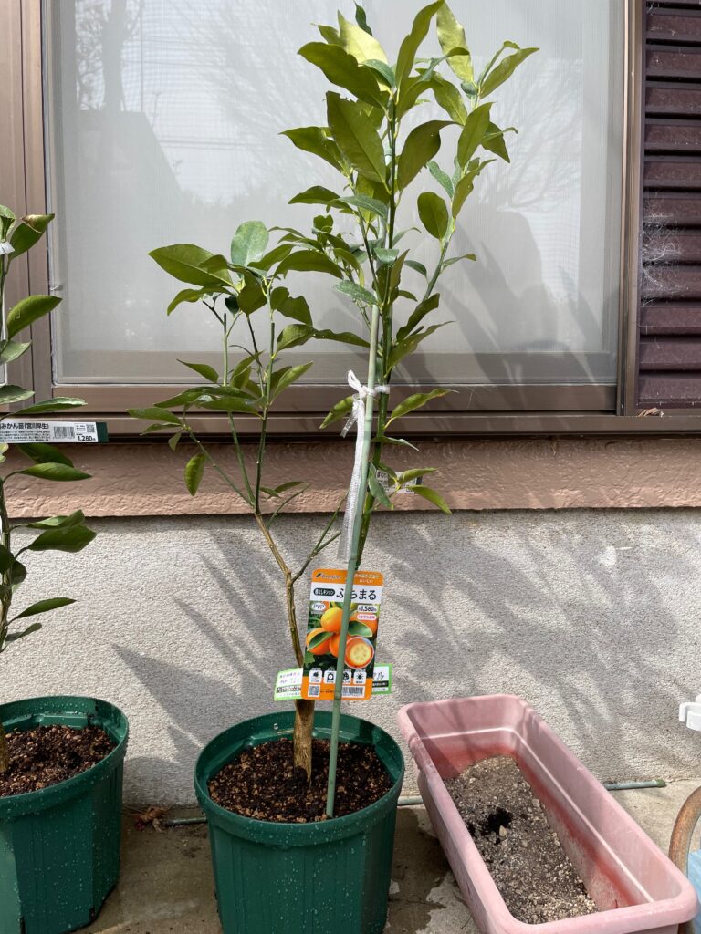 金柑ぷちまるの植え替え後の苗木